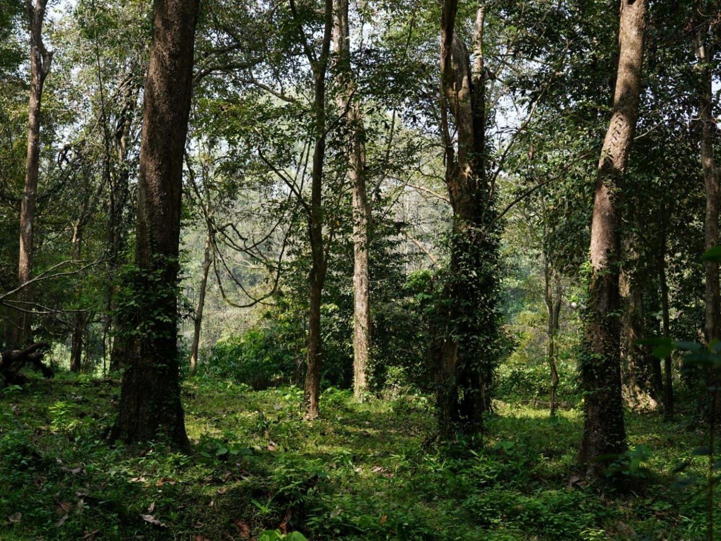 Kochi Sanjeevini Life Care Village - A Science Based Non - Invasive Holistic Wellness Destination מראה חיצוני תמונה